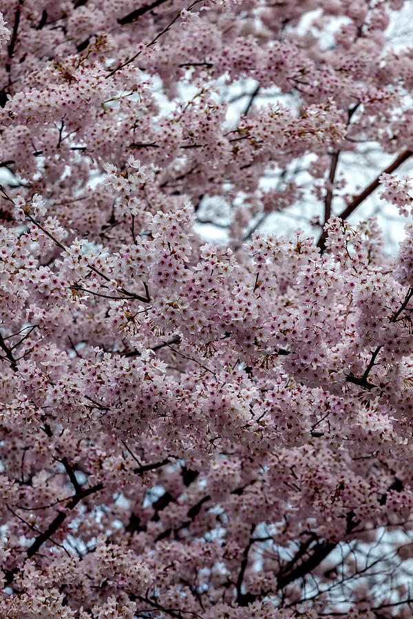 Cherry Blossoms #212 Photograph by Robert Ullmann