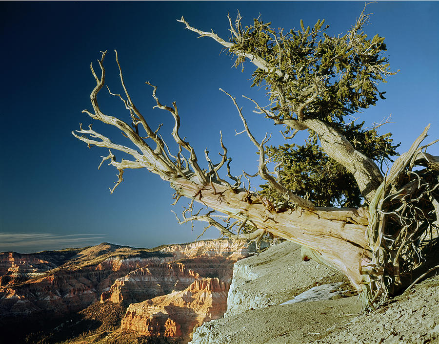 212510 Bristlecone Pine at Cedar Breaks Photograph by Ed Cooper Photography