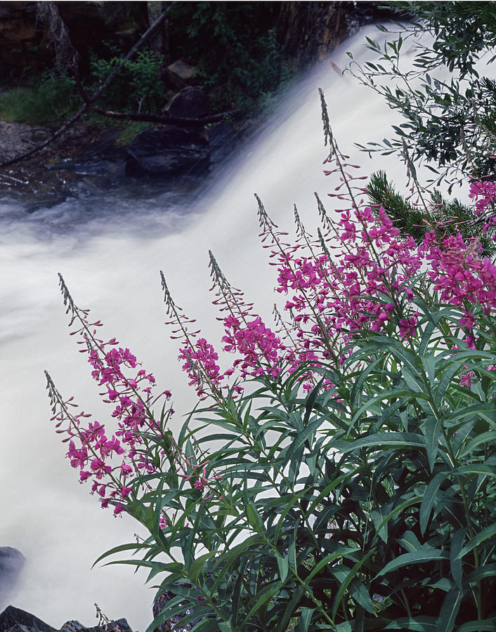 212N03 Provo Falls Fireweed Photograph by Ed  Cooper Photography