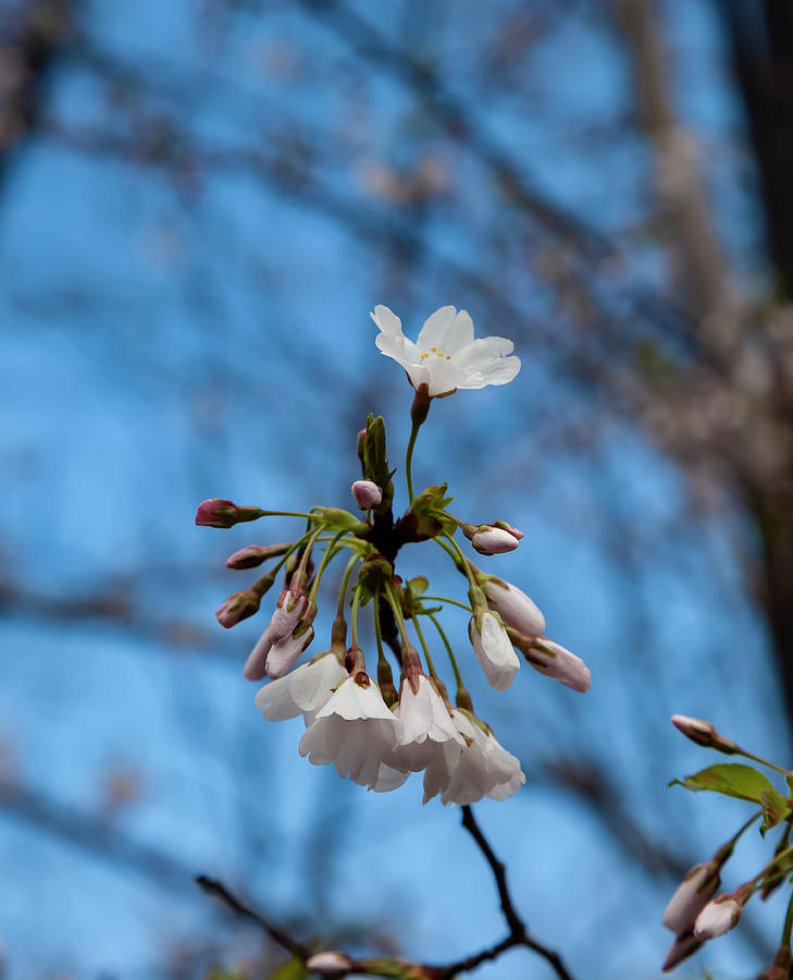 Cherry Blossoms #213 Photograph by Robert Ullmann