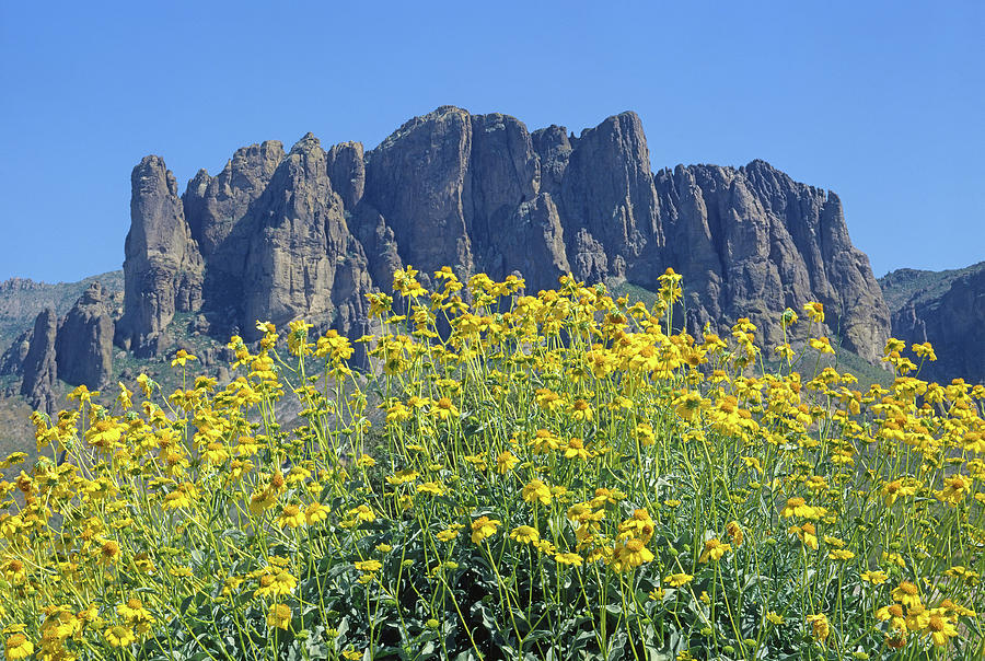 213604 Wildflowers at Superstition Mountains Photograph by Ed Cooper Photography