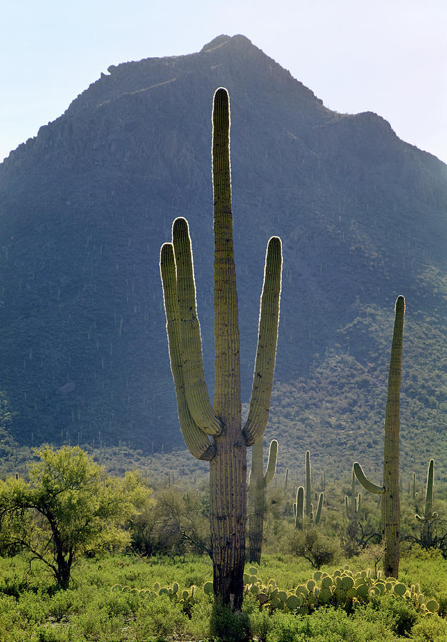 213858 Saguaro Cactus and Peak AZ Photograph by Ed Cooper Photography
