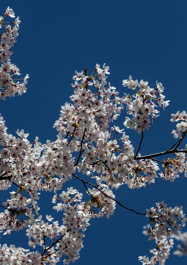 Cherry Blossoms #214 Photograph by Robert Ullmann