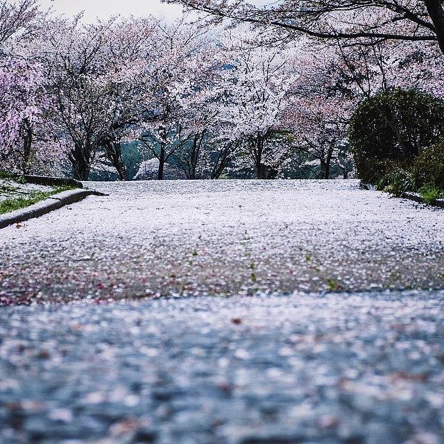 Kyoto Photograph - Sakura #6 by Yasuhito Shimizu