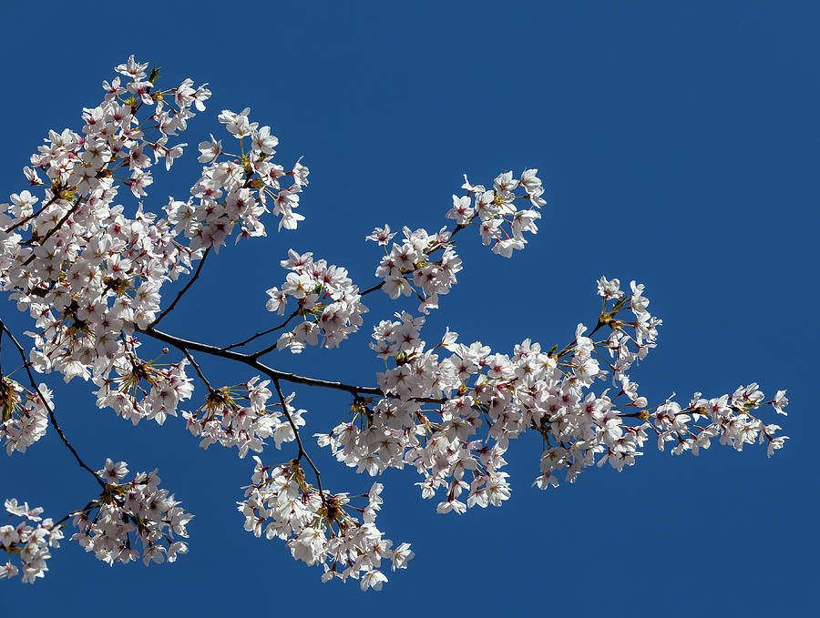 Cherry Blossoms #215 Photograph by Robert Ullmann