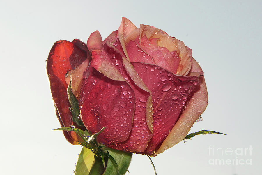 Flower Photograph - Beautiful Rose #216 by Elvira Ladocki