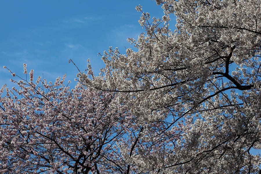 Cherry Blossoms #216 Photograph by Robert Ullmann