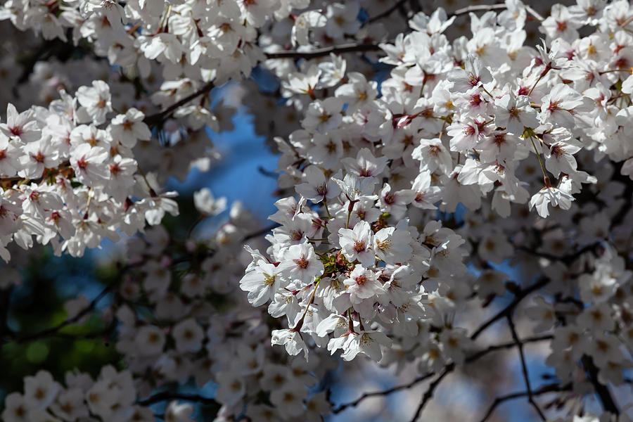 Cherry Blossoms #217 Photograph by Robert Ullmann
