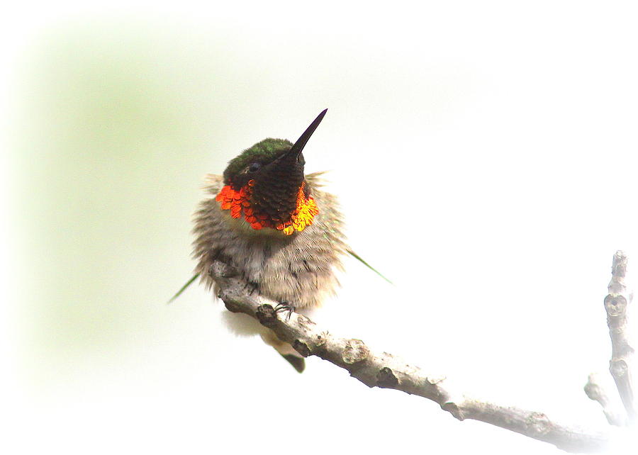 2179-002 - Ruby-throated Hummingbird Photograph by Travis Truelove