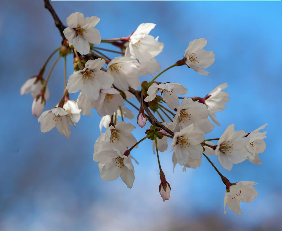 Cherry Blossoms #218 Photograph by Robert Ullmann