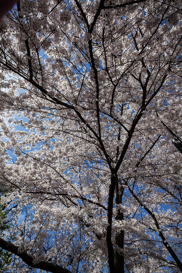 Cherry Blossoms #219 Photograph by Robert Ullmann