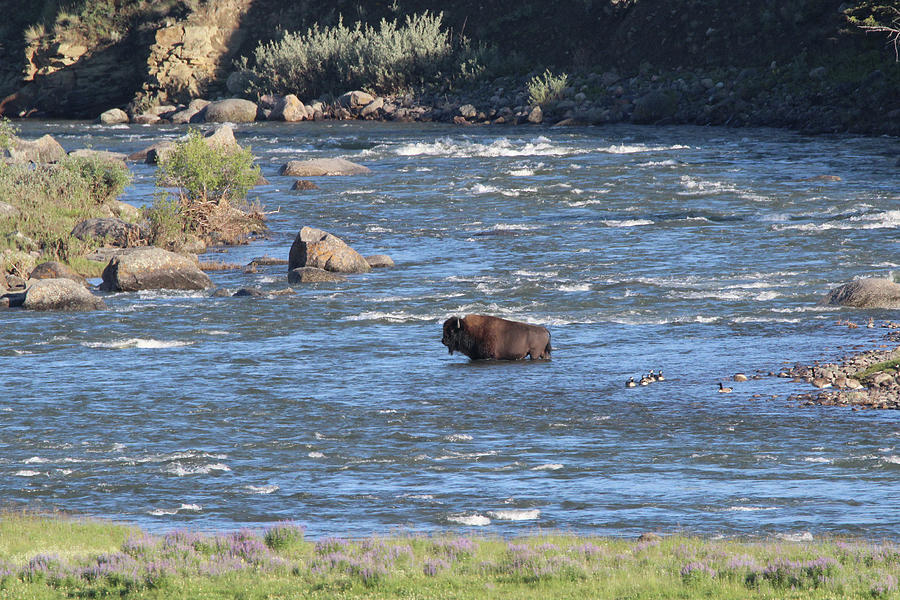 American Bison Yellowstone USA #22 Photograph by Bob Savage