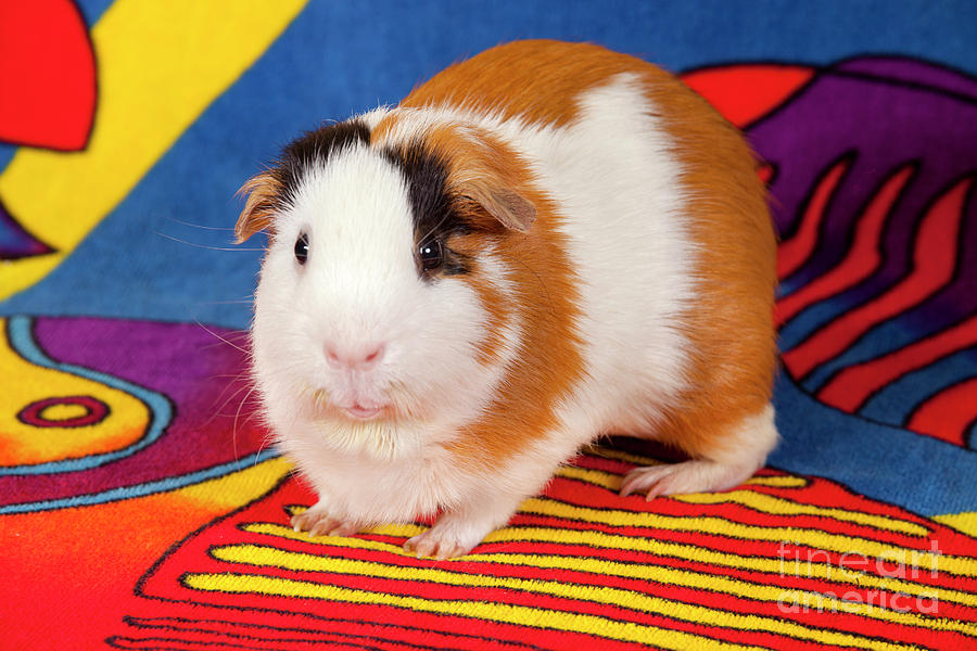 American Guinea Pigs - Cavia porcellus #22 Photograph by Anthony Totah