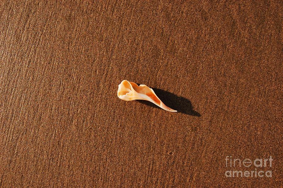 Shell Photograph - Beach Shell #22 by Scott Diffee