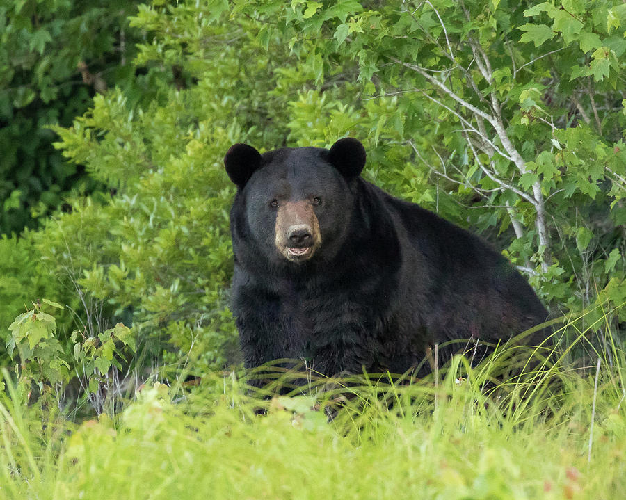 Black Bear #22 Photograph by Mary Jo Cox