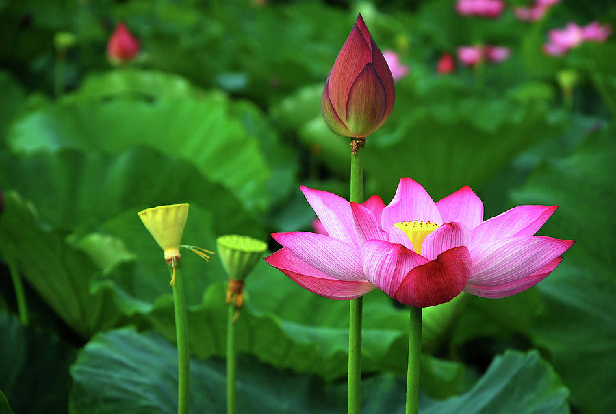 Blossoming lotus flower closeup #22 Photograph by Carl Ning
