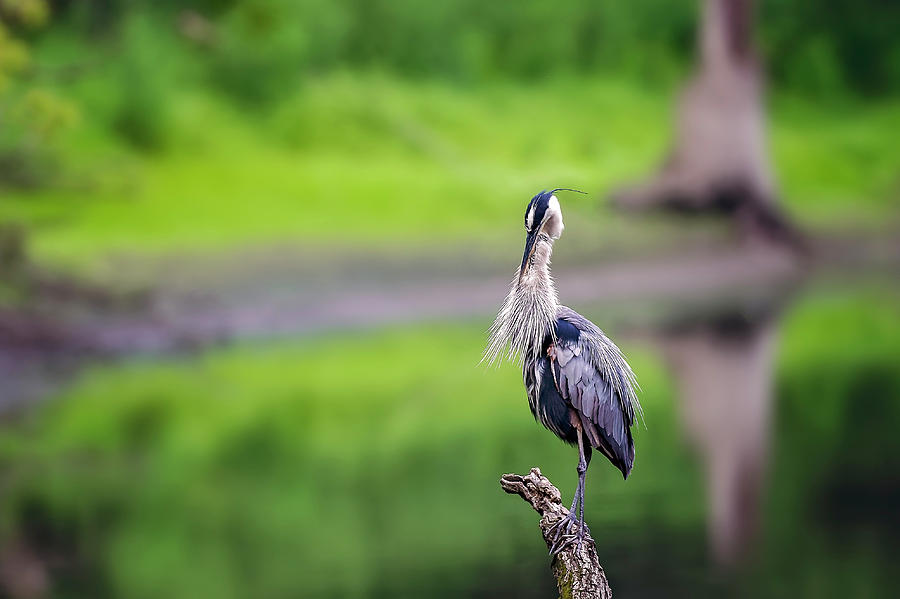 Blue Heron #22 Photograph by Peter Lakomy