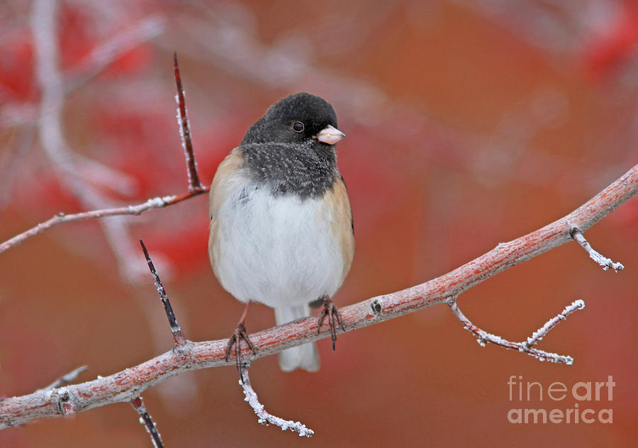 Dark-eyed Junco #22 Photograph by Gary Wing