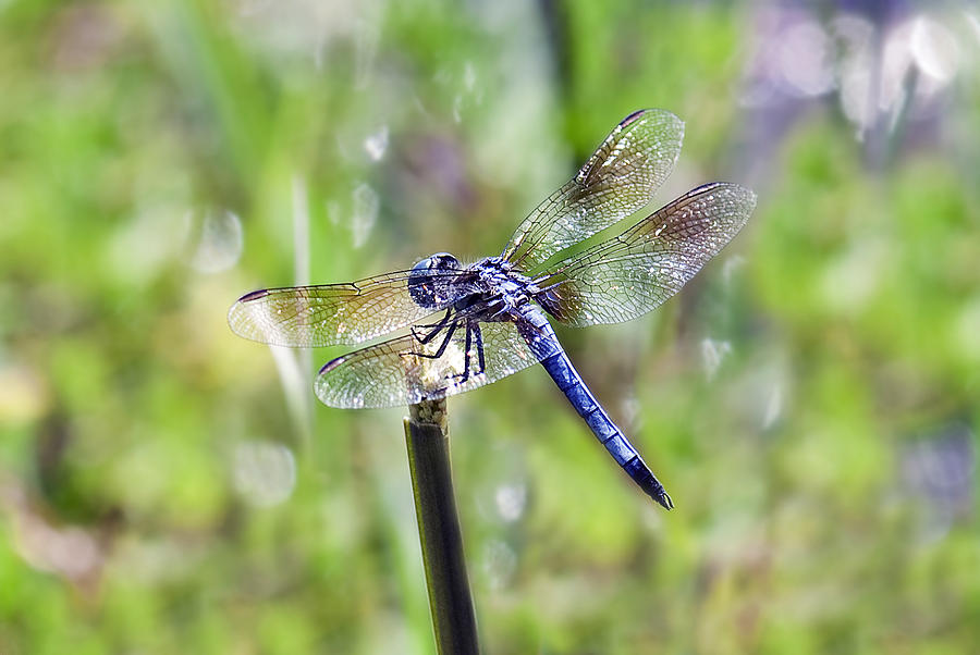 Dragonfly #22 Photograph by Gouzel -