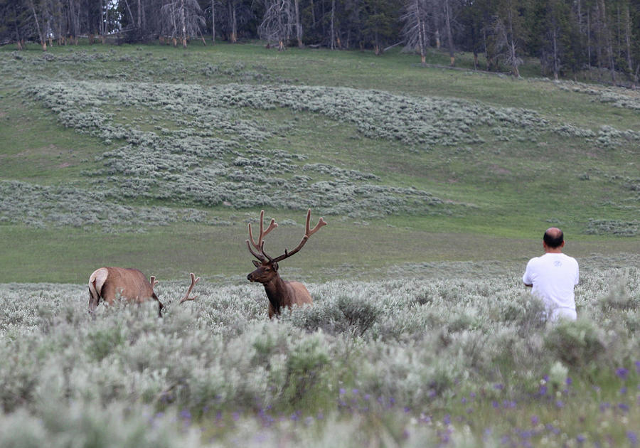 Elk Yellowstone USA #22 Photograph by Bob Savage