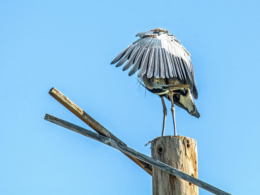 Great Blue Heron #24 Photograph by Tam Ryan