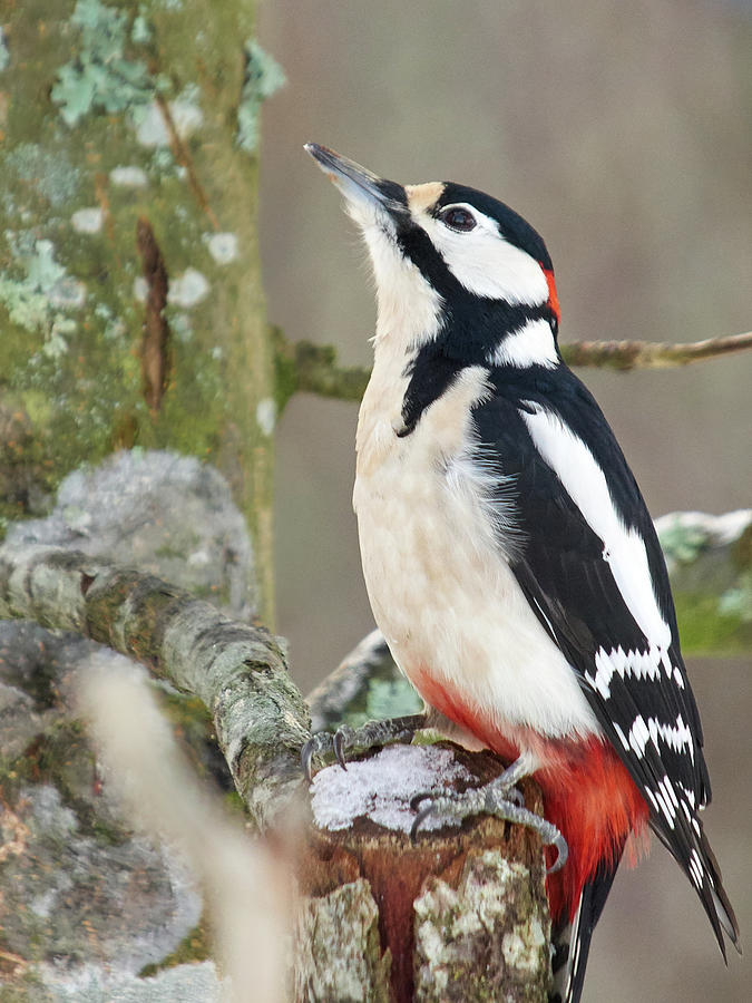 Great spotted woodpecker looking up Photograph by Jouko Lehto