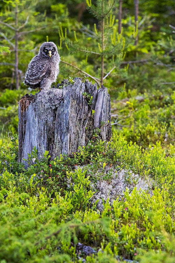 Owl Photograph - Grey Owl #22 by Borje Olsson