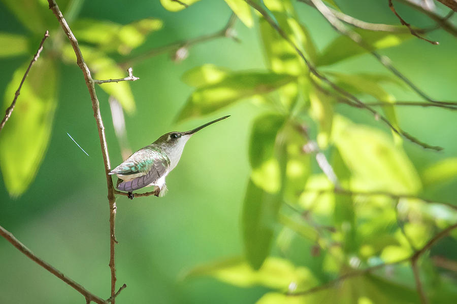 Hummingbird Found In Wild Nature On Sunny Day #22 Photograph by Alex Grichenko