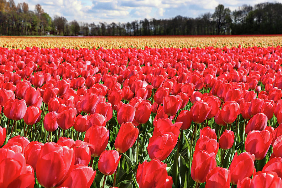Keukenhof Lisse Tulips Holland Netherlands #22 Photograph by Paul James Bannerman