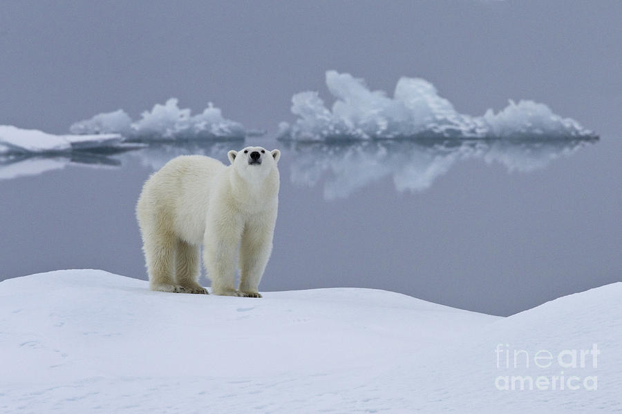 Polar Bear In Svalbard #22 Photograph by Jean-Louis Klein & Marie-Luce Hubert