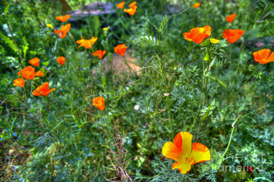 Poppies #22 Photograph by Marc Bittan