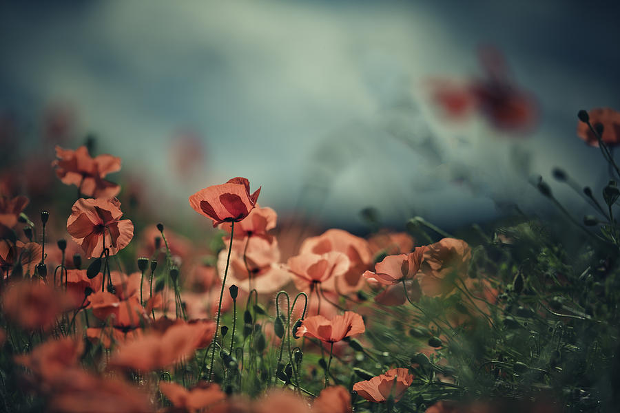 Poppy Meadow Photograph