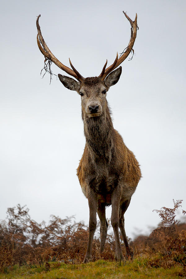 Red Deer Stag #22 Photograph by Gavin Macrae