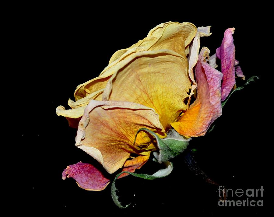 Rose #22 Photograph by Sylvie Leandre