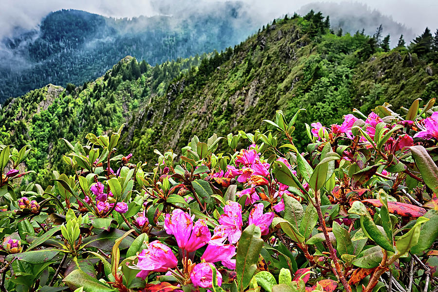 Scenes Along Appalachian Trail In Great Smoky Mountains #22 Photograph by Alex Grichenko
