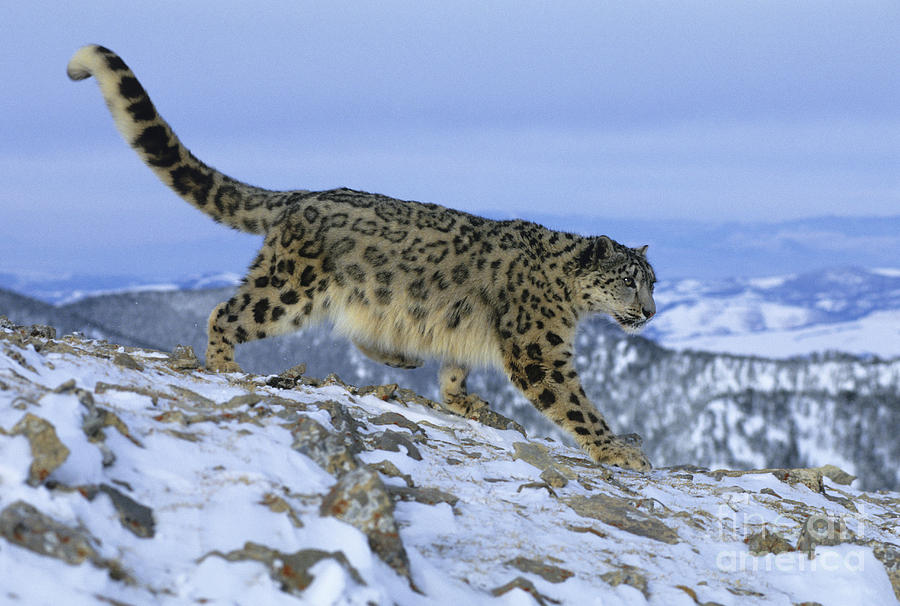 Snow Leopard #22 Photograph by Jean-Louis Klein & Marie-Luce Hubert