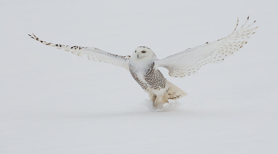 Snowy Owl Photograph by Dee Carpenter - Fine Art America