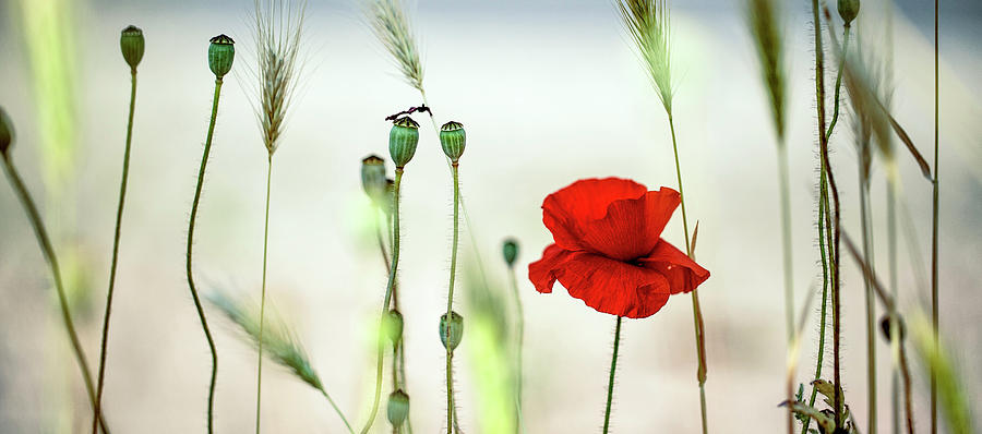 Poppy Photograph - Summer Poppy Meadow #22 by Nailia Schwarz