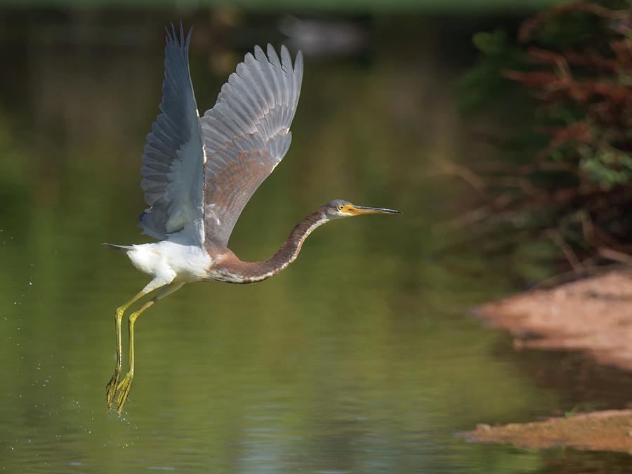 Tricolored Heron #22 Photograph by Tam Ryan