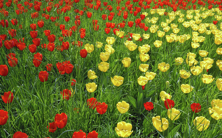 Spring Digital Art - Tulip #22 by Super Lovely