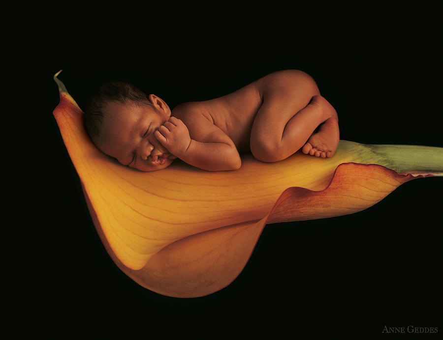 Calla Lily Photograph - Sleeping on a Calla Lily by Anne Geddes