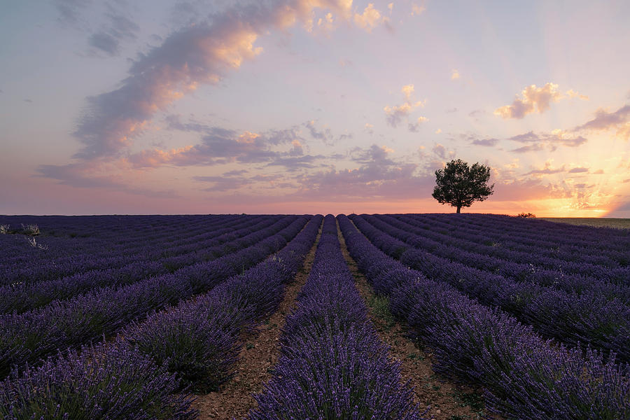 Valensole - Provence, France #22 Photograph by Joana Kruse