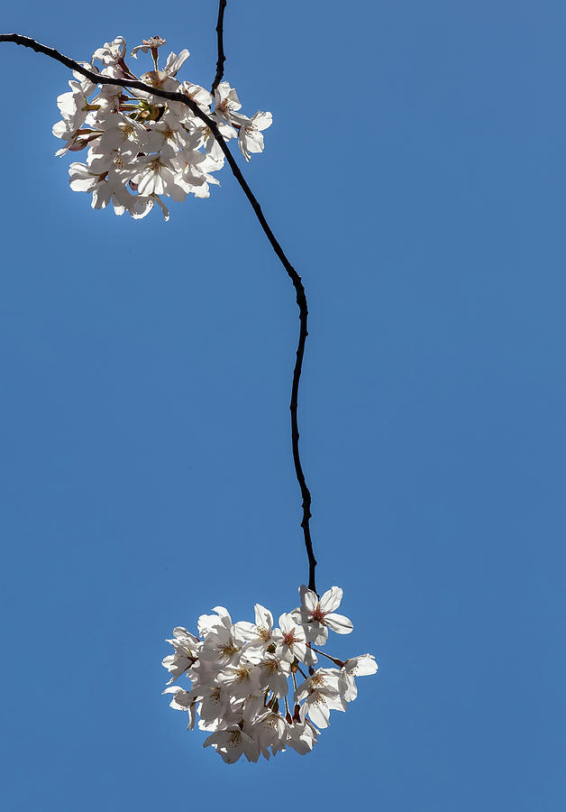 Cherry Blossoms #220 Photograph by Robert Ullmann