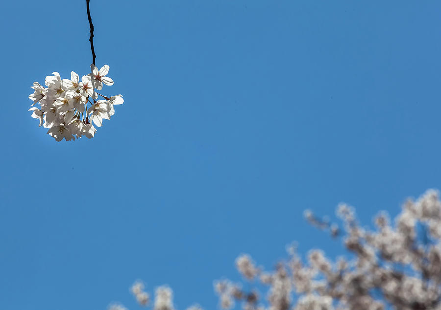 Cherry Blossoms #221 Photograph by Robert Ullmann