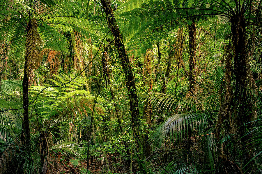 Jungle 8 #1 Photograph by Les Cunliffe