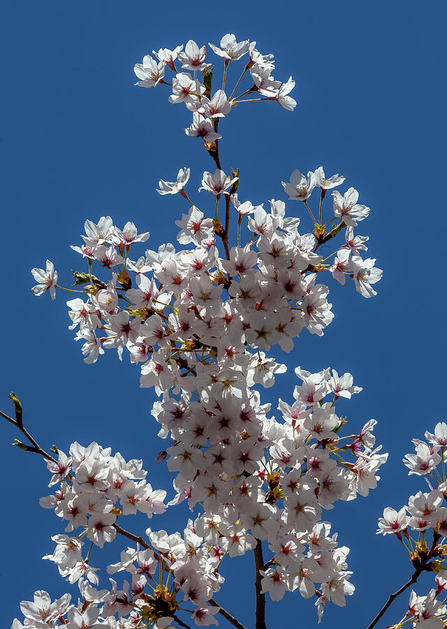 Cherry Blossoms #222 Photograph by Robert Ullmann