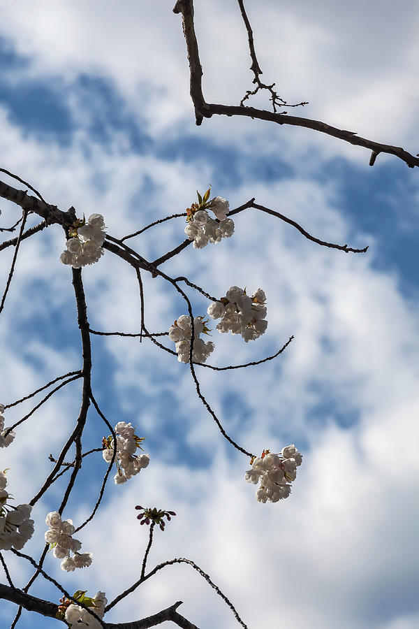 Cherry Blossoms #224 Photograph by Robert Ullmann
