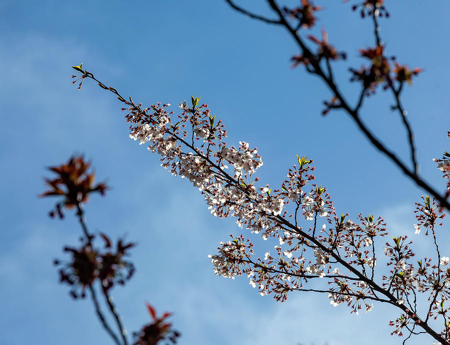 Cherry Blossoms #225 Photograph by Robert Ullmann