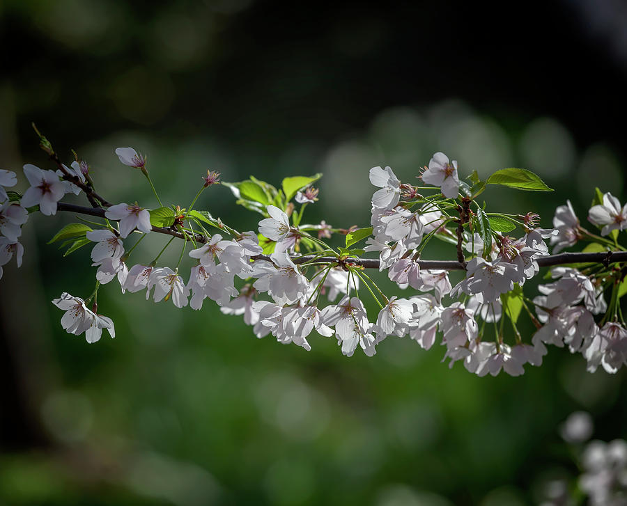 Cherry Blossoms #226 Photograph by Robert Ullmann