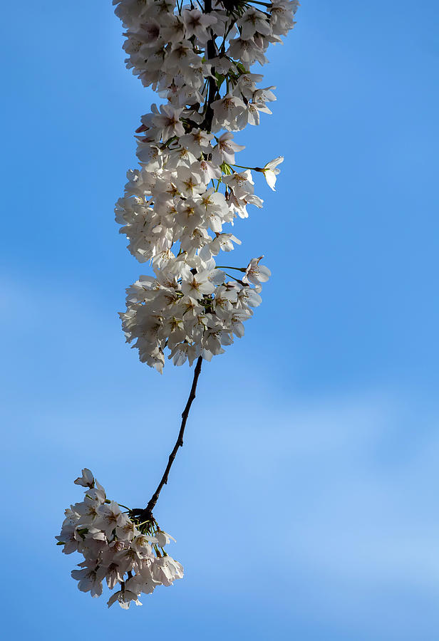 Cherry Blossoms #227 Photograph by Robert Ullmann
